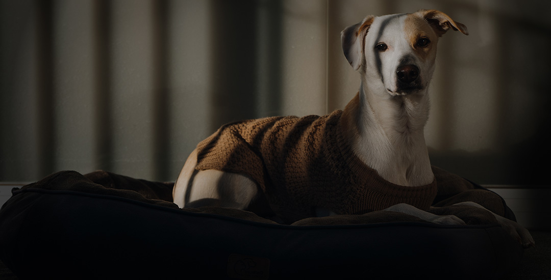 Luxury Without Pretense