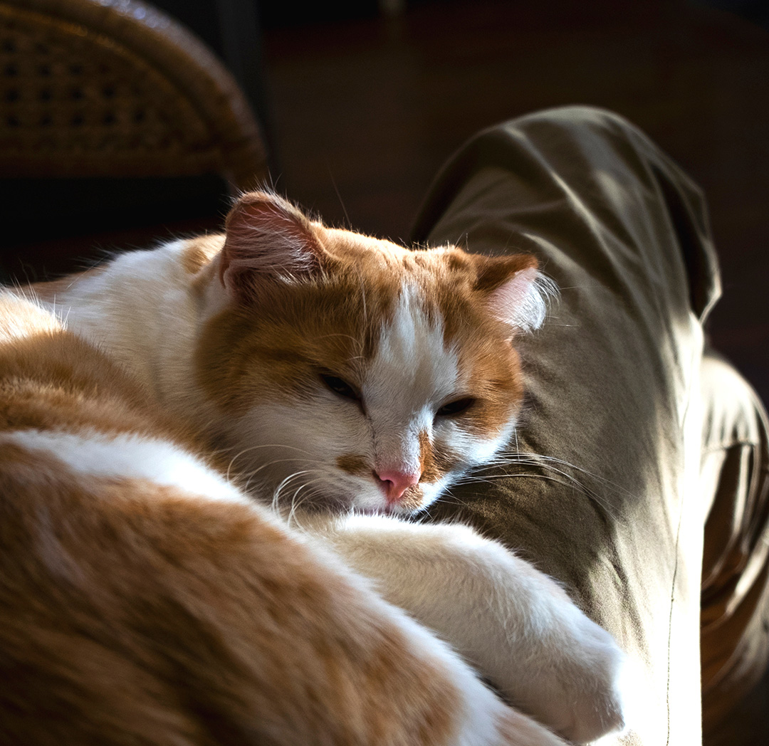 General & Preventive Care