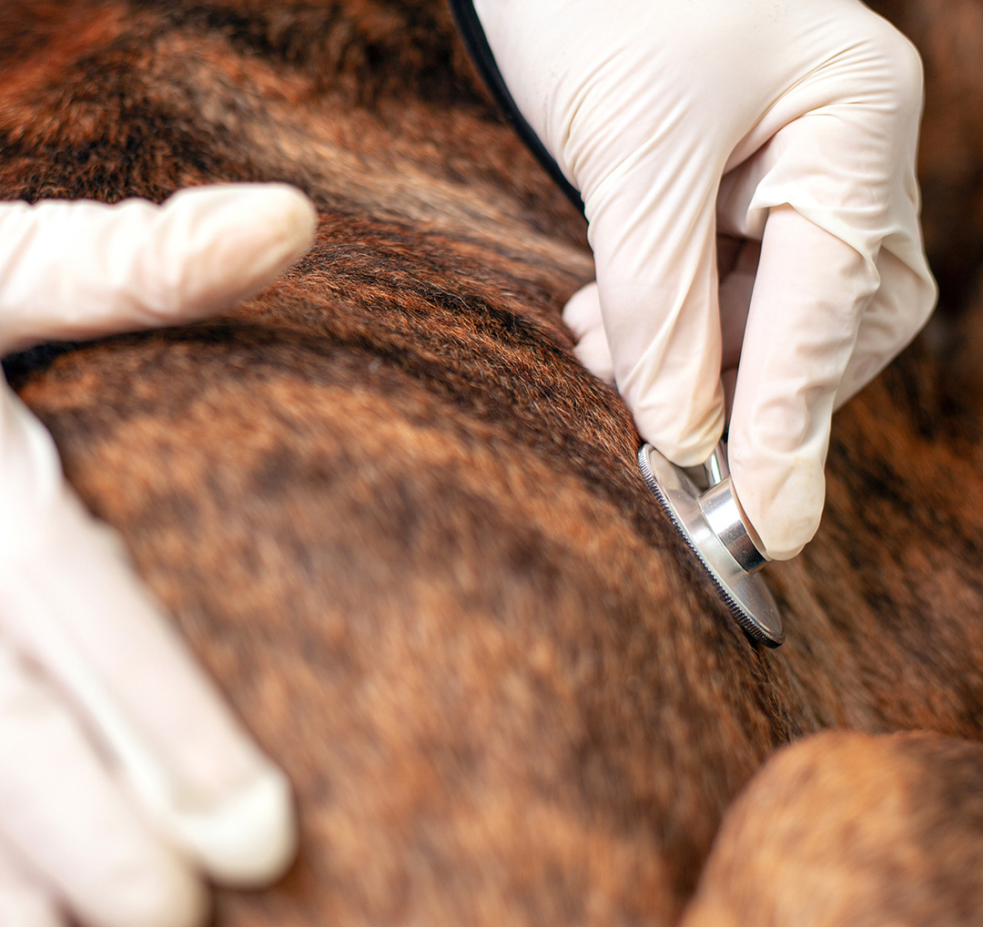 General & Preventive Care