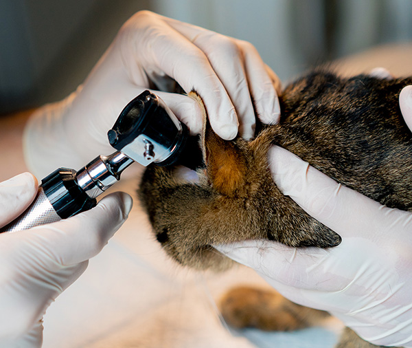 General & Preventive Care